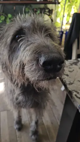 he would prefer the meats 😂 #giantbreed #irishwolfhound #werewolf #dammitarthur 