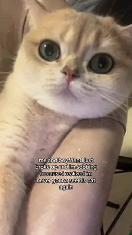 what if this was my last straw. #cat #shellythecat #imcrying #fyp 