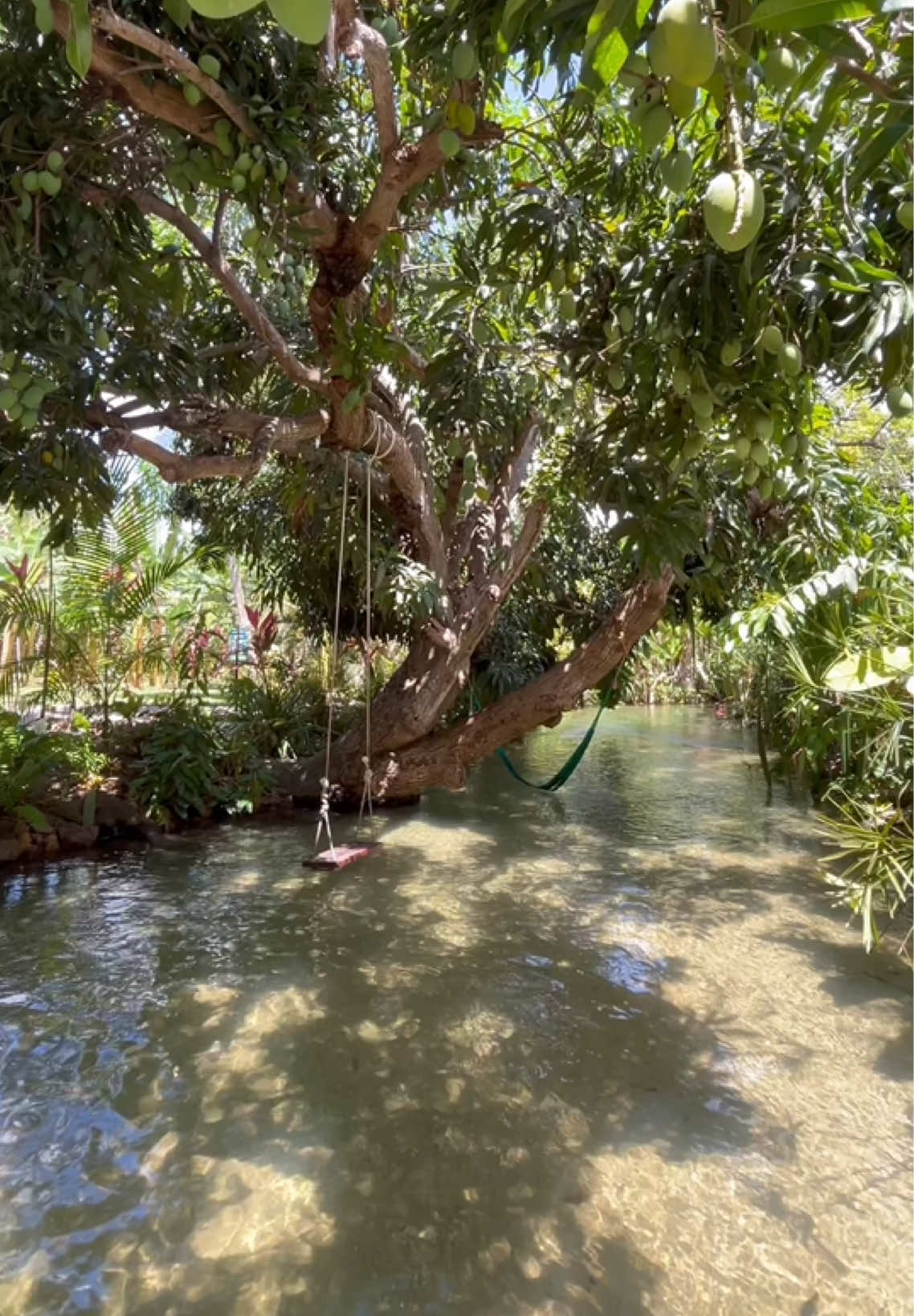 Sabe o que cairia bem nesse calor? Um banho de rio bem gostoso para refrescar e recarregar as energias! #riocatolé #riodofogo #saomigueldogosotoso #piparn #recantopacheco #natalrn #riograndedonorte 