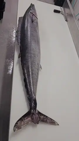 #wahoo #fishfilleting #fishprocessing #filletingfish #filleting #realfishmongersofinsta #seafood #fyp #foryou #foryoupage 