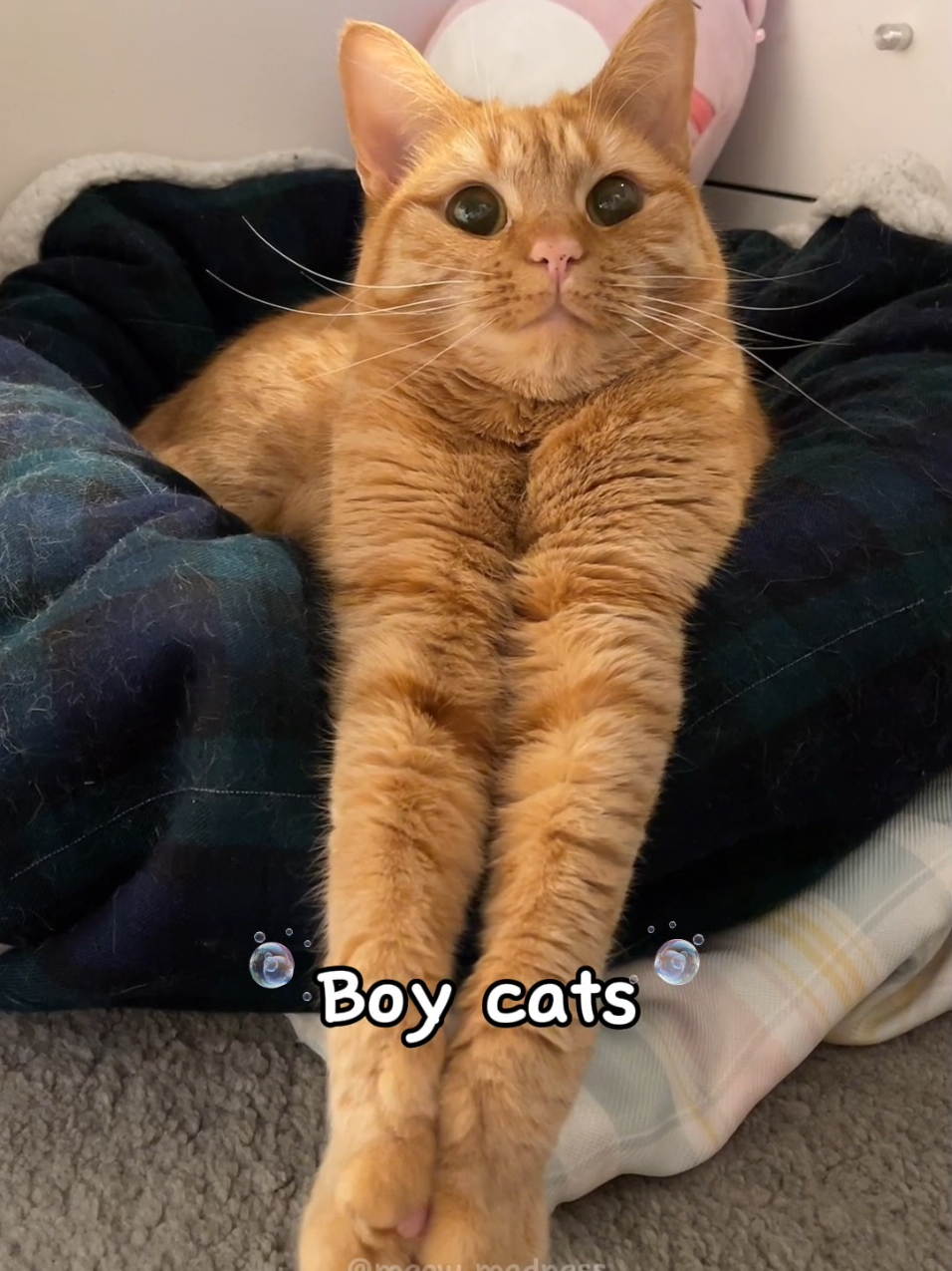 Boy cats are so chill #cats #catlover #boycat 