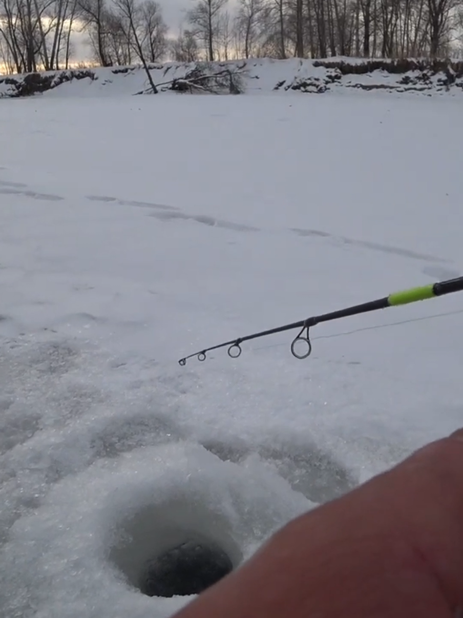 Окуня из лунки #окунь #спиннинг #рыбалка #балансир #лед 