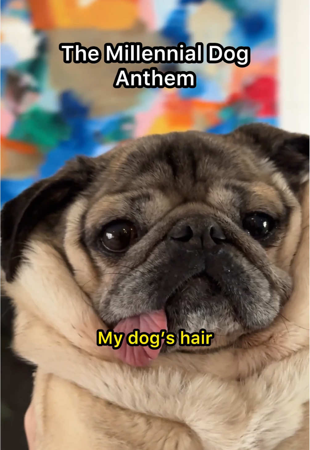 POV: you’re an elder emo who has shedding dogs  @Dashboard Confessional  #emo #elderemo #dashboardconfessional #dogsoftiktok #pug 