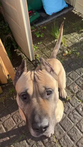 “SPEAK”🔊 #dog #presa #presacanario #working #mastiff #bandog #protection #fawn #harness #collar #wolf #puppy #stud #bloodline #puppies #puppytok #dogsoftiktok #breeding #workingdog #pitbul #instagram#harness#breeder#kennels#wolf#beast#hunt#hunter#squirrel#paws#walk#dogwalk 