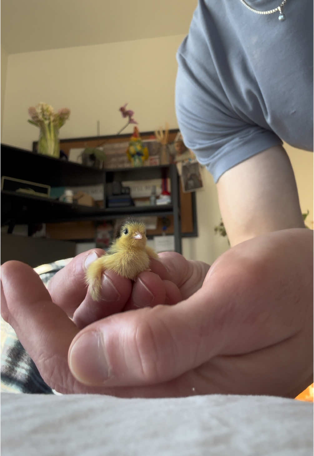 Pedro is the CUTEST button I’ve ever hatched 😩💙. I’m making him a house quail cause I feel in love with him 🥹 #babyanimals #cuteanimals #cutenessoverload #babyanimal #foryoupage #fyp 