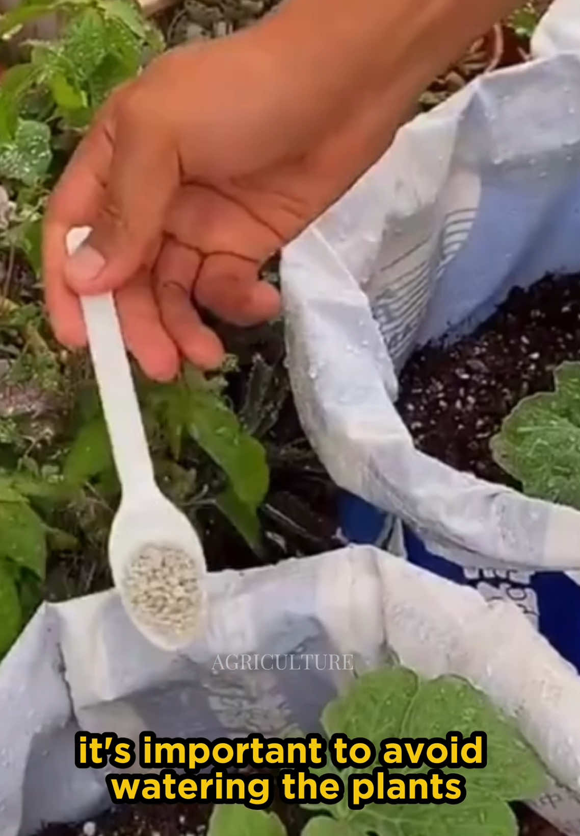 #creatorsearchinsights #GardeningHacks #SustainableLiving #UrbanGardening #PlantCare #GardeningTips #يا EcoFriendly #OrganicGardening #HomeGarden #NatureLovers #GreenThumb #FYP #LifeHacks #TikTokMadeMeDoIt #Viral #ForYouPage #BakingSodaMagic #GardeningCommunity #tiktok 