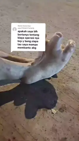 Membalas @user9152817141618  #pakpredisenindonesia #bantukami #rakyatkecil #GERINDRA #sayangkeluarga #pejuangnafkahkluarga #akanindahpadawaktunya #aamiinyarabbalalamin 