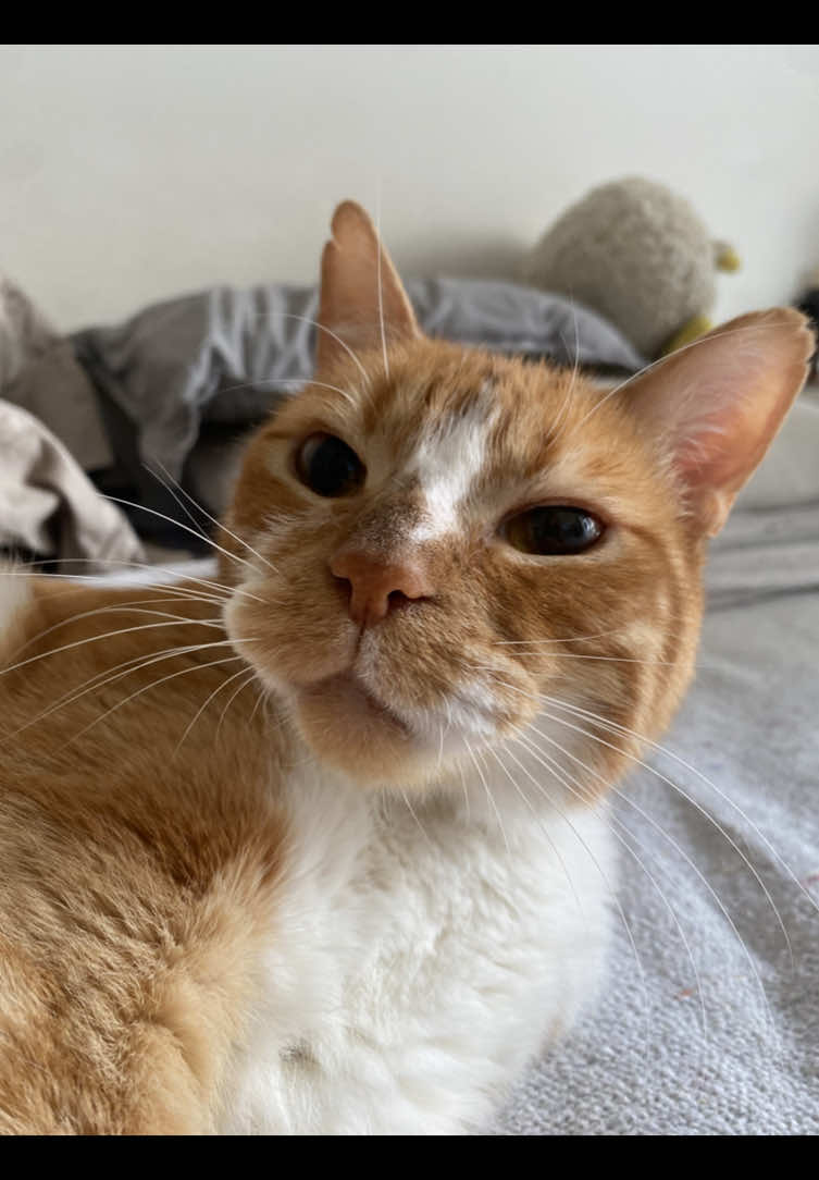 vlog de hoy, súper largoooooooo #Vlog #blog #blogger #Lifestyle #midia #undiaconmigo #gatos #gatosnaranjas #comida #casa #hogar #mudanza #amigas #rutina #rutinaskincare #SkinCare #orden #organizacion #content #longervideo 