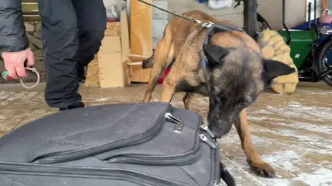 #policedog #malinois #detectiondog #mwd #k9 #workingk9 #searchdog #scentdetection #dogsoftiktok #belgianmalinois #hundträning #trackingdog #DogTraining