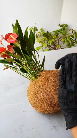 um pouquinho da produção de kokedama de mini antúrio vermelho 🍃❤️