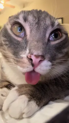 #fyp #catsoftiktok #blep #rigbycat 