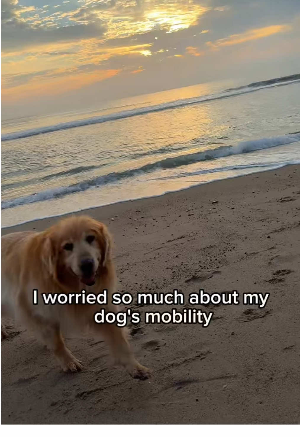 One of our favorite success stories! 🐾 A senior pup struggling with stairs is now running around like a puppy again thanks to Joint Strong. 💪 Supporting joint health is what we do best! 🐕✨ #StrongerTogether #JointSupport #K9Power #K9PowerDifference #supplementsthatwork #familyownedbusiness #DogHandler #AKC #DogBreeder #JointHealth #SeniorDogs #HealthyDogs #ActivePup #DogSupplements