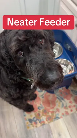 Great elevated dog bowl and keeps your floors clean too!  #dogaccessories #tiktokshop #tiktokmademebuyit #doglover #dogsoftiktok #goodboy #dog #fyp #dogtok #puppy #doglife #Lifestyle 