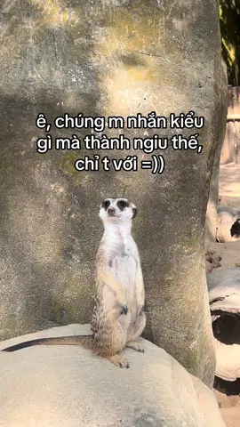 Có liền ăn tết #viral #xh #tiktok #trending #lixi #tet #nămmoivuive #fypシ #xuhuong #tamtrang #banthan #VinWondersPhuQuoc #Vcreator #SafariPhuQuoc #GrandWorldPhuQuoc #WakeupFestival 