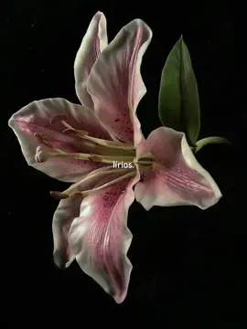 lírios são perfeitos #lirios #flores #fyp #fyy #aesthetic #cottagecore #fairycore #flower #natureza #naturetiktok #foru #fyyyyyyyy 