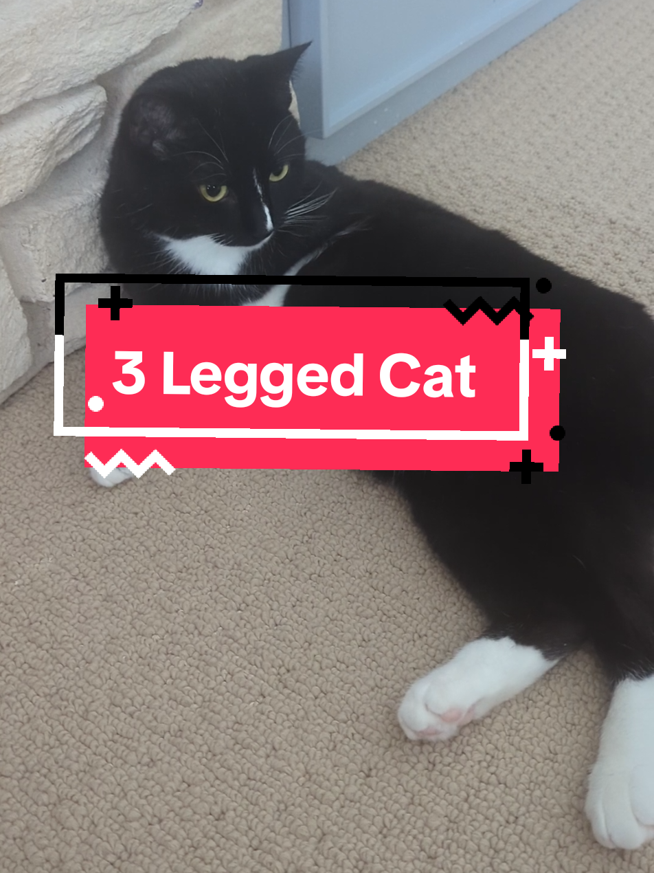 Well that was unexpected...  #cats #catsoftiktok #cattok #pets #missingleg #surprise #wtf #fypageシ #foryoupag 