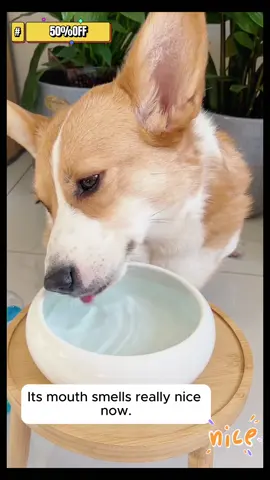 If your dog has extremely stinky breath, just squeeze a little into the drinking water every day, and you'll get a fragrant little mouth! You must pay attention to your pet's oral problems. This tooth - cleaning water is great. I've been using it for my dog.#TikTokShopJumpstartSale#TikTokShopLoveAtFirstFind#ShopLunarNewYear#pet #pets #petsofttiktok #petvlog#tiktokshop#tiktokshopping##doglife #Dog #dogsofttiktok #dogtok #dogmom #dogs #petpumpkin#DogToothCleaningWater#ProbioticDogToothCleaningWater#SolveDogBadBreathWithToothCleaningWater#DogOralHygieneToothCleaningWater#NaturalDogToothCleaningWaterFormula