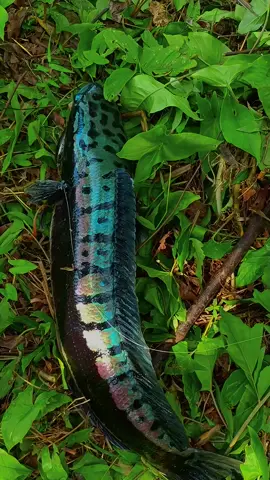 nih mentahan buat prank temen 😁 #fypシ #castingfishing🎣 #toman #fyp 