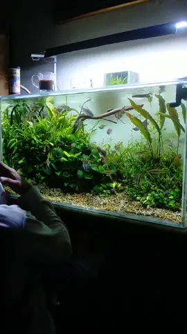 ☕ #aquascape #aquariumhobby #aquascapers #nature #fyp 
