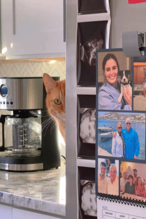 Have you seen my cat?🤣😂#fyp #foryou #funnytiktok #cat #funnycat 