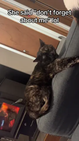 Cuties #catsoftiktok #enjoyinglife #noworries #kat 