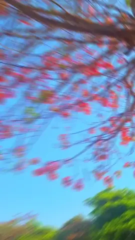 লাস্ট কবে লুঙ্গী পড়ছো 🐸🫰#backgroundvideo #foryoupage #foryou #statusvideo #viral #viralvideo #unfrezzmyaccount 