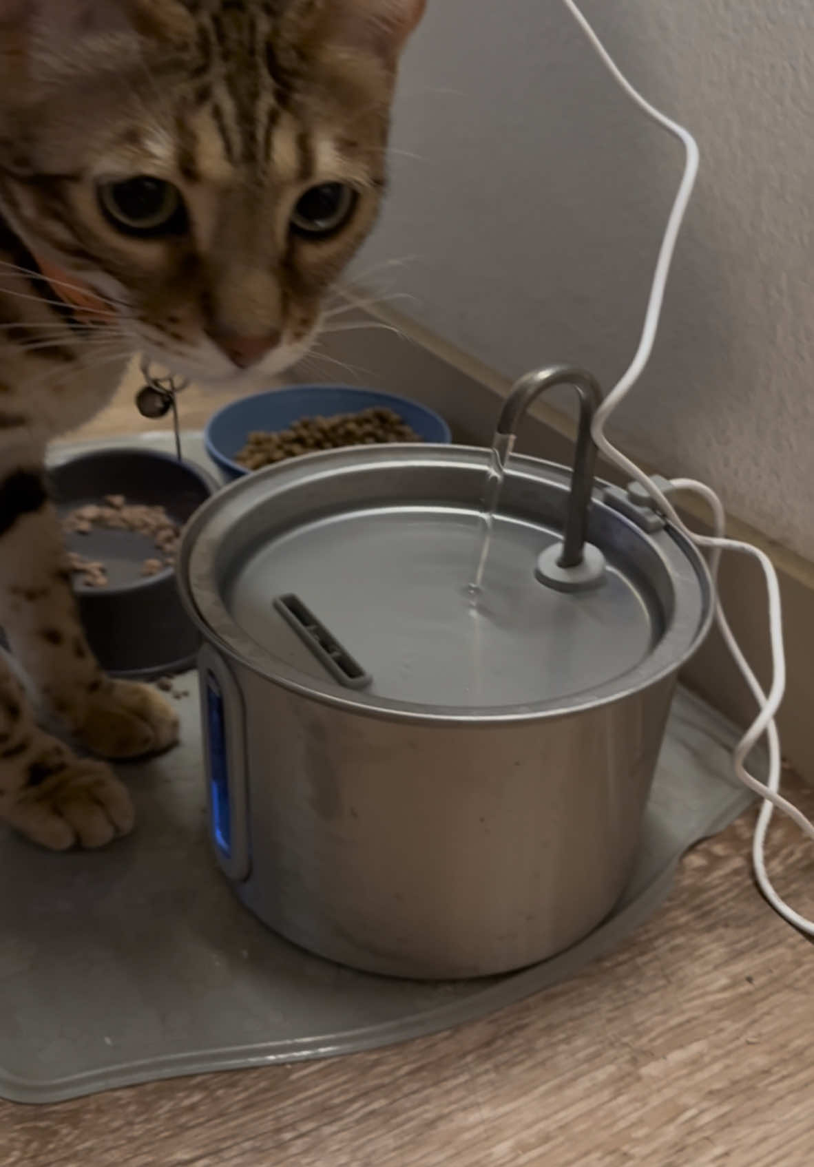 #tiktokshop #fyp #tiktokmademebuyit #catsoftiktok #cats #PetsOfTikTok #catsupplies 