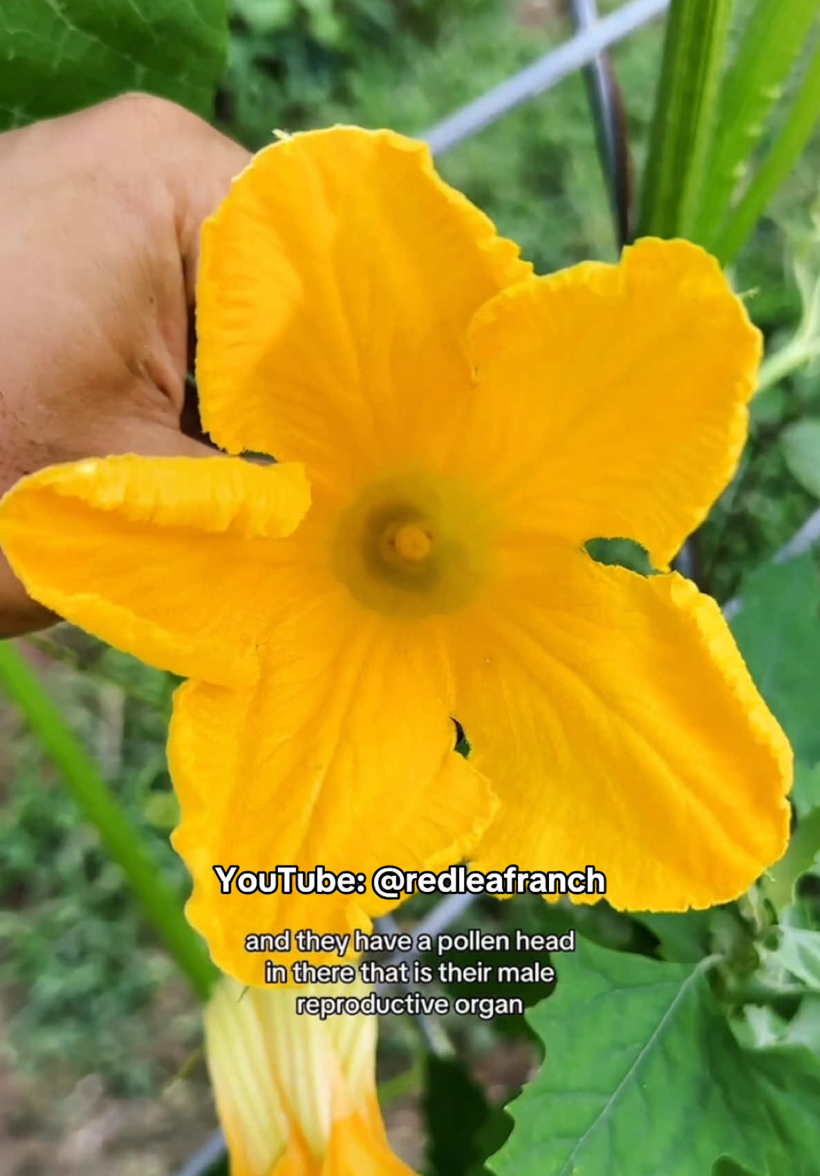 Sharing some of my favorite content to brighten up the feed. This is how I pollinate squash flowers! 🌼✨ #garden #farmlife #abundance 