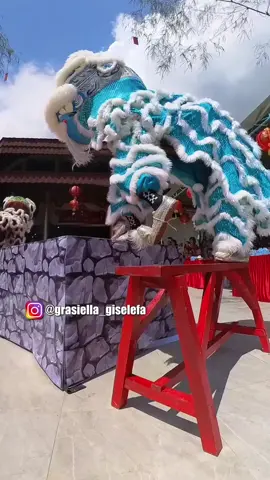 Barongsai Si Pengusir Roh Jahat  Tradisi Cindo di Jayapura  #mcjayapura #imlek2025 #cindo #jayapuratiktok 