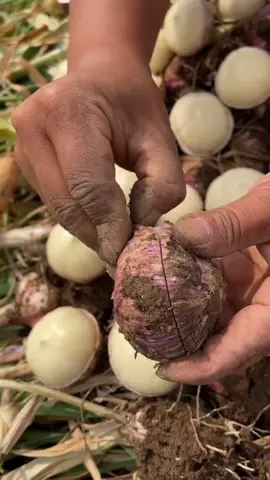 makanan diet sehat banyak manfaat Black Garlic makanan sehat yang tinggi akan antioksidan untuk membantu meningkatkan kesehatan tubuh kamu #blackgarlik #bawangputihtunggal 