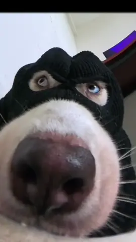 #dogsoftiktok #dog #dogs #cut #doglover #tiktok #fyp 