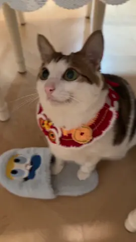 Hello baobao, you look so handsome !!!! I love you my beloved uncle #lunarnewyear #catsoftiktok #catslovers #kitty #unclebaobao #bao #unc #baobao 
