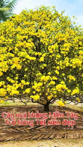 Cây mai khủng Miền Tây trổ bông vàng siêu đẹp ngay mùng Một Tết #xuhuong #maivang #maivangmientay #tet2025♥ #mùng1 #têtsumvầy 