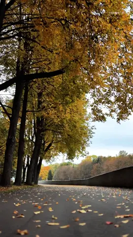 الهوى عود يبيني من جديد #سعد_جمعه #اكسبلورexplore #الشعب_الصيني_ماله_حل😂😂 