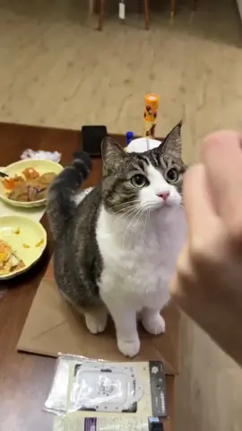 Abnormal cat #cat #funnyvideo #catsoftiktok #fyp #pet 