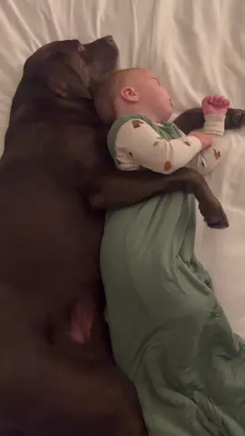 The best dog Labrador #baby #dog #friends #Love #family #funy 