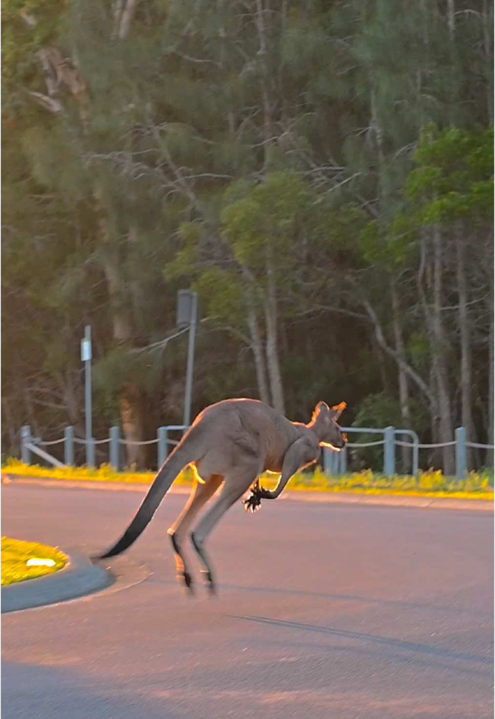 Kangaroo hopping sounds like human steps #kangaroo #meanwhileinaustralia #neighborhood #town #australia #cuteanimals #wildlife 