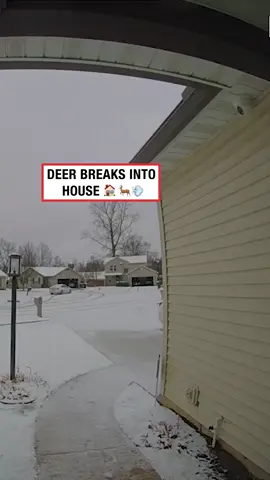 New pet unlocked 🤣 (🎥: ViralHog) #ladbible #funnyvideos😂 #fails #deersoftiktok #animals