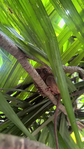 Tarsier Sanctuary, Bohol 📍 #tarsier #bohol #philippines #tarsiersanctuary #travel 
