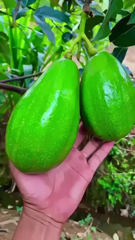 bibit alpukat aligator hasil okulasi cepat berbuah#jelajahgajian 