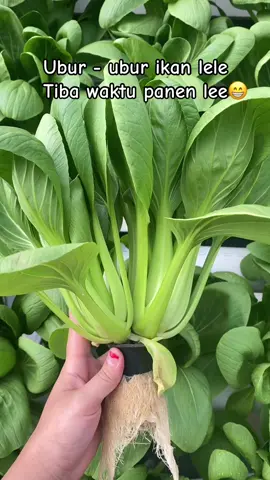 Tiba waktu panen 😁 #hidroponik #pakcoyhidroponik #pakcoy #panensayur #petani #sulawesiselatan #sidrap #fyp 