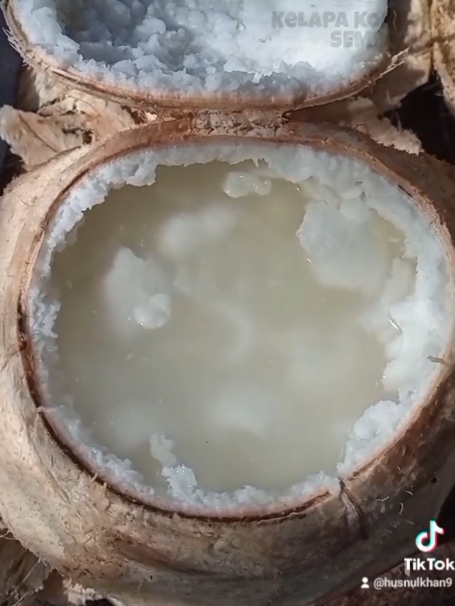 Kelapa Kopyor Potensi Komoditas Unggulan Indonesia KELAPA kopyor adalah salah satu varietas kelapa yang memiliki keistimewaan genetik dengan ciri khas yang tidak dimiliki kelapa lain. Adanya mutasi genetik secara alami, menyebabkan daging buahnya, atau endosperma, memiliki tekstur yang remah dan mudah terlepas dari batoknya. Sehingga memberikan pengalaman unik, baik secara visual maupun sensorial. Daging buah ini tidak hanya menarik untuk dilihat, tetapi juga menawarkan rasa luar biasa: lebih manis, gurih, dan lezat dibandingkan kelapa biasa, menjadikannya pilihan istimewa untuk berbagai keperluan kuliner. Eksotisme dan keistimewaan rasa kelapa kopyor telah mengukuhkannya sebagai The Delights of Indonesia Fruit, julukan yang mencerminkan identitasnya sebagai salah satu kekayaan hayati asli Indonesia. Varietas ini tidak hanya dikenal karena cita rasanya, tetapi juga karena eksklusivitasnya, yang hingga saat ini hanya ditemukan di wilayah Indonesia. Fakta ini semakin mengukuhkan kelapa kopyor sebagai simbol keanekaragaman hayati Nusantara yang patut dibanggakan. Keunikan kelapa kopyor juga membuatnya memiliki nilai ekonomi tinggi, terutama dalam industri makanan dan minuman. Dari bahan minuman segar hingga inovasi makanan penutup premium, kelapa kopyor telah mencuri perhatian pasar lokal dan internasional. Di balik eksotismenya, kelapa kopyor bukan hanya menjadi komoditas dengan cita rasa unik, tetapi juga cerminan budaya agraris Indonesia yang kaya akan inovasi dan keberagaman. Sumber : Repost – Kompas.com #kelapakopyor #kelapakopyorsembilan #produk #minumanviral #kulinerlumajang #produklumajang 