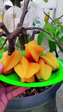 bibit belimbing madu jumbo hasil okulasi cepat berbuah#bibitbuah 