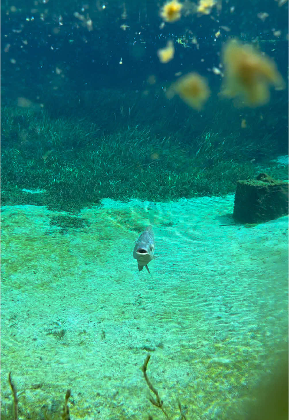 #fish #underwater #fishtok #wildlife #animals #nature #tilapia #underwatertiktok #florida #floridasprings 