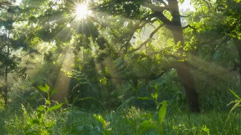 Relax for 1 hour with magical calm music 💚 0:00 - Peder B. Helland - Forest Sanctuary 3:56 - Peder B. Helland - The Ancient Tale 8:19 - Peder B. Helland - Dance of Life (Radio Edit) 10:55 - Peder B. Helland - Deep in the Forest (Radio Edit) 14:53 - Peder B. Helland - Bliss 21:17 - Peder B. Helland - Forest Whisper (Radio Edit) 23:59 - Peder B. Helland - Sunny Days (Radio Edit) 27:13 - Peder B. Helland - All Will Be Well (Radio Edit) 29:42 - Peder B. Helland - My Rose (Radio Edit) 33:15 - Peder B. Helland - Thoughtful (Radio Edit) 36:45 - Peder B. Helland - Sunny Mornings (Radio Edit) 38:59 - Peder B. Helland - A New Beginning 41:07 - Peder B. Helland - Spring 44:35 - Peder B. Helland - Paradise (Radio Edit) 48:06 - Peder B. Helland - Secret World 51:32 - Peder B. Helland - Japanese Garden #relaxingmusic #relaxing #calmmusic #meditationmusic #sleepmusic #soothingrelaxation #pederbhelland #nature #relax #relaxingpianomusic #flutemusic #beautifulpiano #calm #calmpiano #piano #pianomusic #beautifulmusic #dreamy