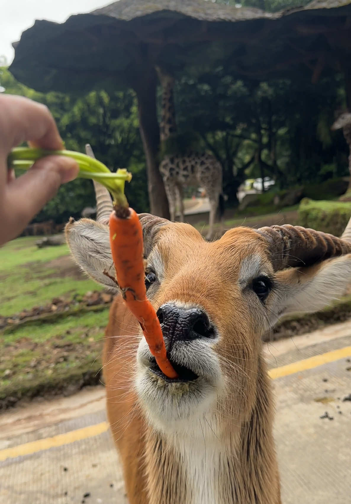 Indah 🥰  #rusa #jerapah #tamansafari #safarijourney #bogor #feedinganimal 