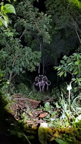 Weird dog in woods #animals #creepy #creatures #fyp #fypage #weird #hybrid #strange #dog 