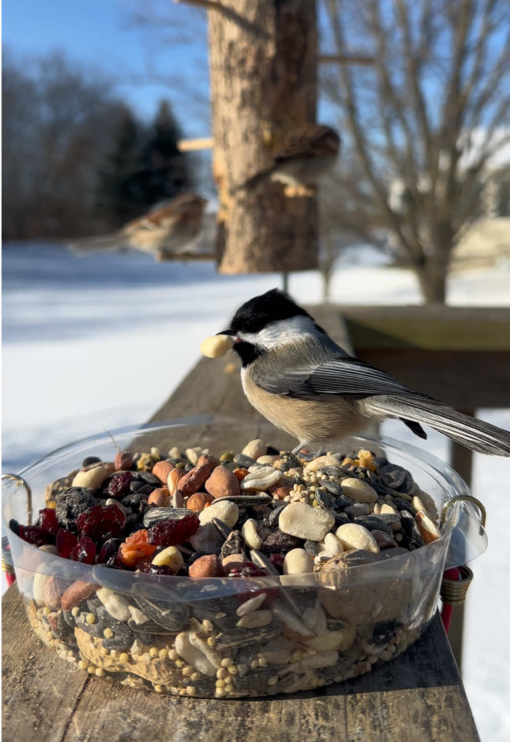 Yesterday I spotted a grey squirrel, red squirrel, and a fox squirrel at the feeder. Should I become a squirrel-watcher too? 🐿️ #birbs #wildbird #wildbirds #birdwatching #birding #birdnerd #birdwatch #fyp #birdfeeding #birdfeeder #squirrel #squirrels 