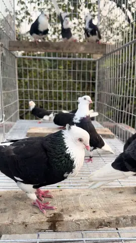 ইনশাআল্লাহ 🕊️ #gorrapagla #kobutor #kobutorlover #gorra #foryou 