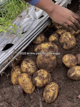 #petaniindonesia🇮🇩🇮🇩🇮🇩🌿🌿 #petanikentang #petanicabai #petani 